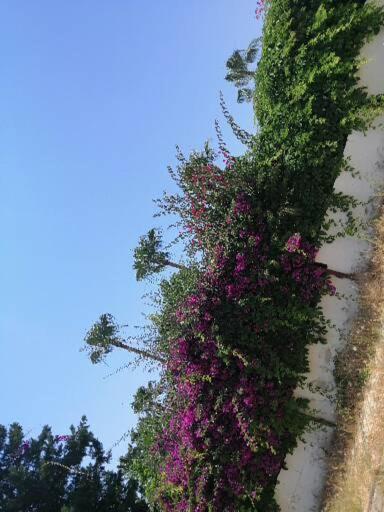 Cimtur Tatil Sitesi 3+1 Villa Alanya Bagian luar foto